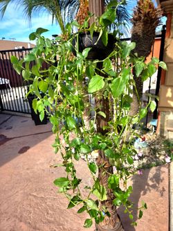 Hanging Suculent Plant