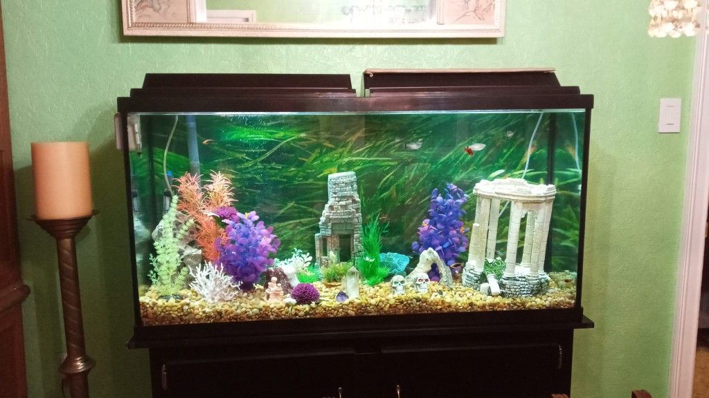 50 gallon Fish Tank for Sale in Broadalbin, NY OfferUp