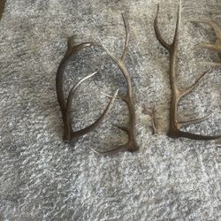 Elk Antlers
