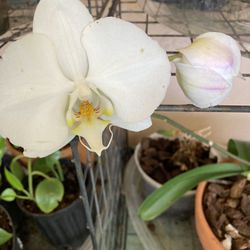 Blooming White Orchid In Terra-Cotta Orchid Pot