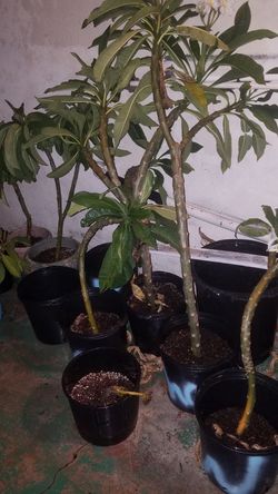 Plumeria plants