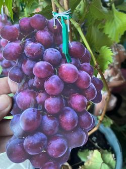 Plantas uvas blueberries