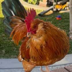 Garage Sale Access Through Alley 1271 M Vallejo Way Upland 