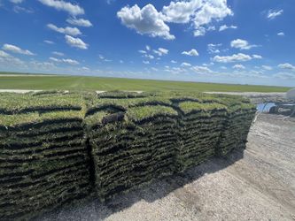 St Augustine Sod