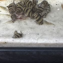 Assassin Snails