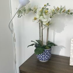 Orchid Potted Plant 