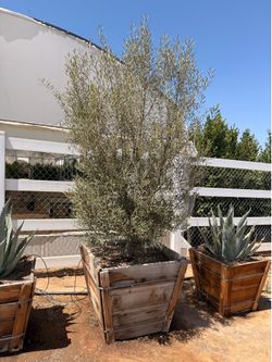Olive trees 20 gal
