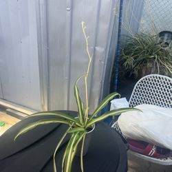 Spider Plants 