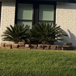 2 Free Palm Trees