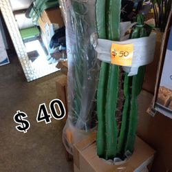 Bran New Cactus ,plants