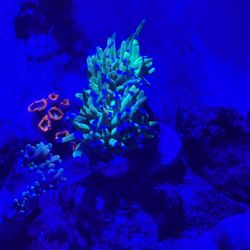 Fake Holy Grail Variant 