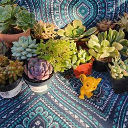 PLANTS STARTING AT $3 EACH.   SALE THIS SUNDAY 8N SAN LORENZO