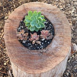 Succulents In Log Planters