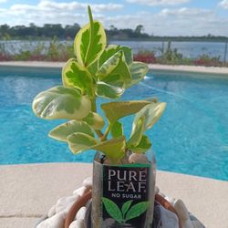 Variegated Pepperomia Succulent Plant $12