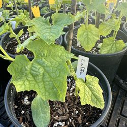 Luffa Seedlings - 3 in 1