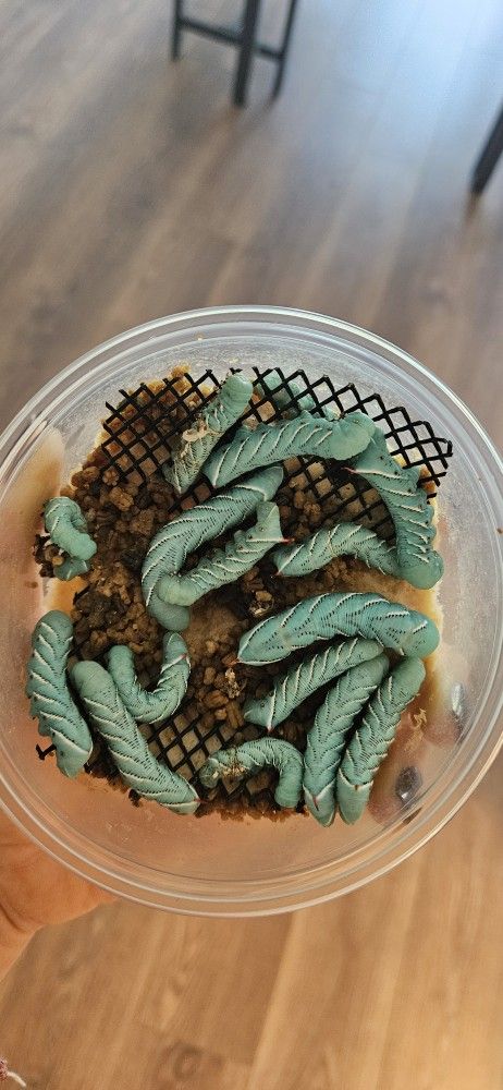 Hornworms