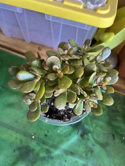 Jade Plant