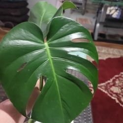 monstera Adaptable to almost all light conditions, and somewhat drought tolerant, the Monstera is a low maintenance, stunning tropical plant