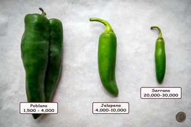 jalapeño pepper plant 🪴 in 1gal 