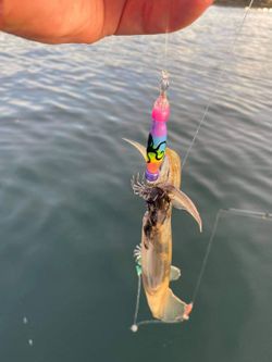 Squid Jigs