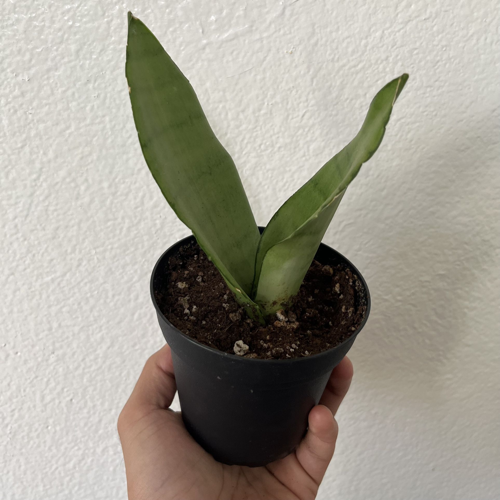 Moonshine Snake Plant