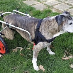Best Friend Mobility Dog Wheelchair 