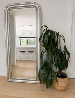 Dracaena fragrans plant