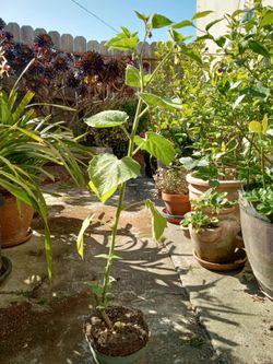Golden berry plant