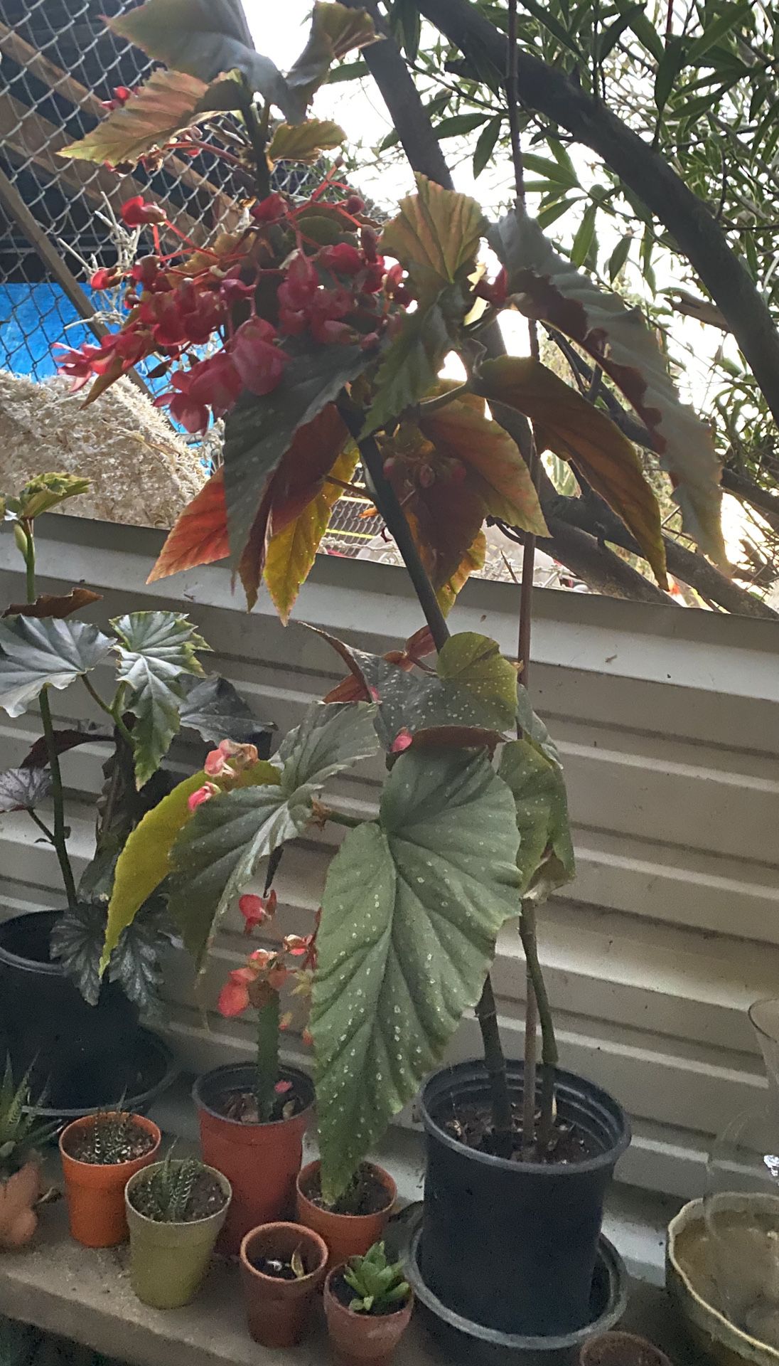 Angel wing Begonia Plant $10 (tall one )