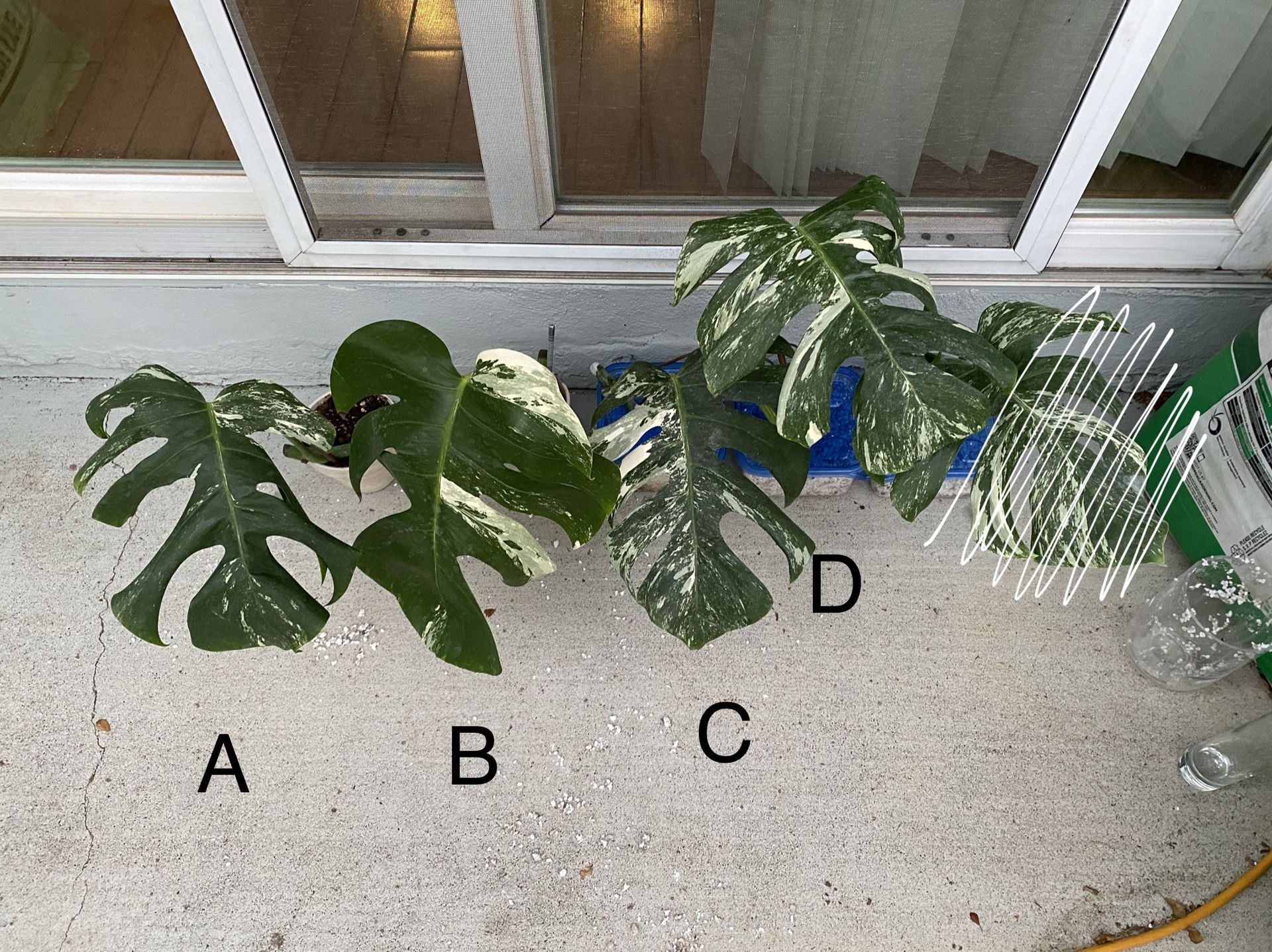 variegated monstera cuttings