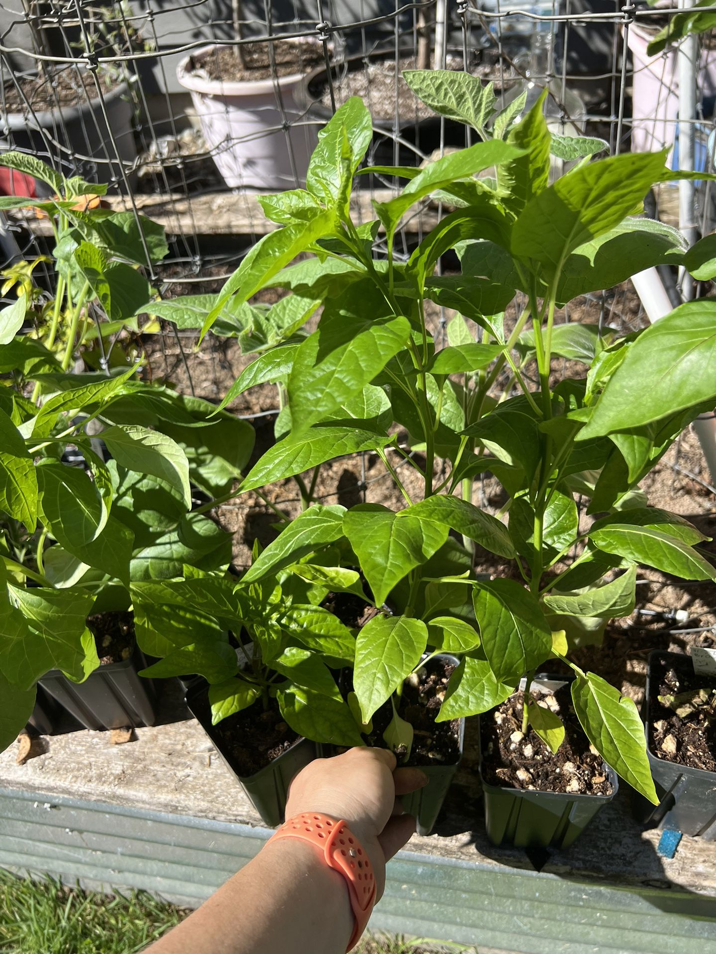 Pepper Plants, Seedlings, Sweet Peppers, Hot Peppers, Superhot Pepper