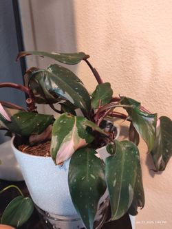 Pink Philodendron