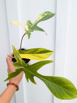 Collector's Plant: Philodendron Florida Beauty 4" Pot - Indoor House Plants