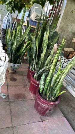 Snake plant