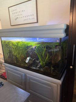 Custom Handmade Mobile Aquarium Setup – Live Habitat 120 gallons