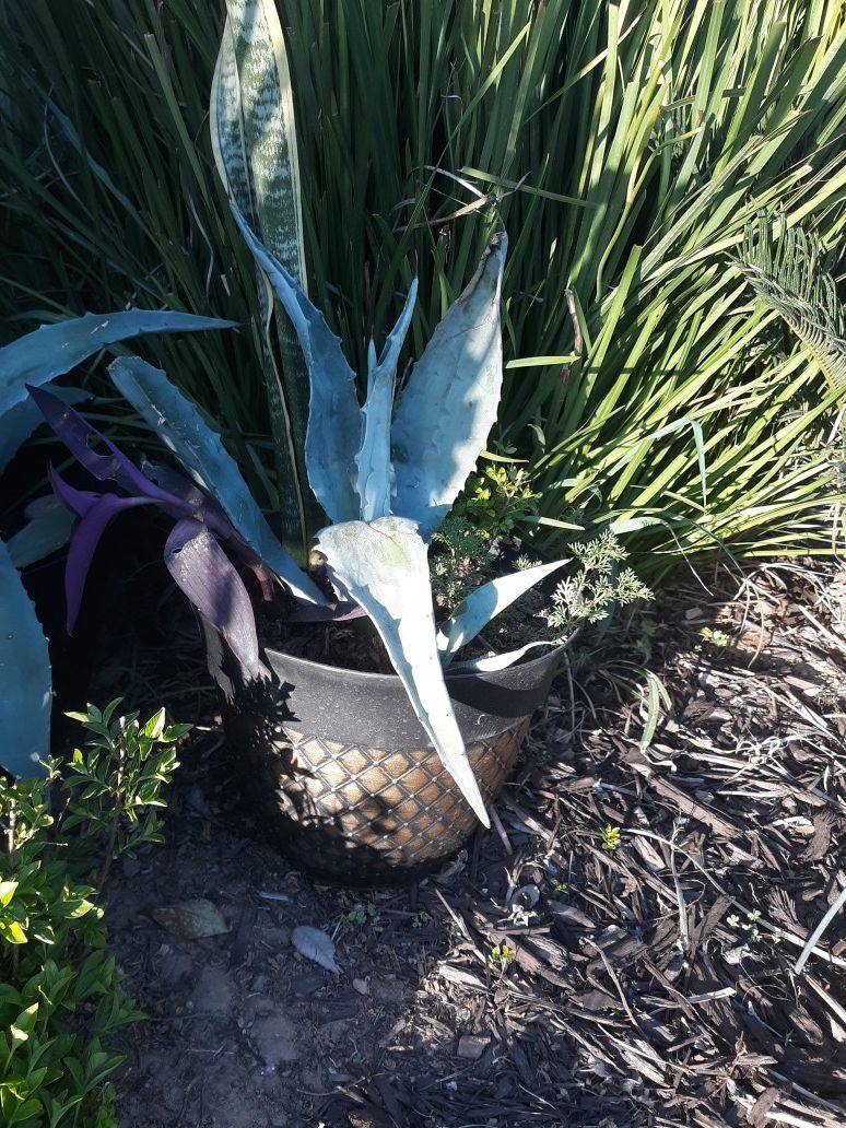 5 variety of plants arrangement. In large pot. Pick up only.