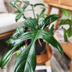 Lush Philodendron Florida Green Plant/ House Plant/ Indoor Plant Flower Patio Garden 
