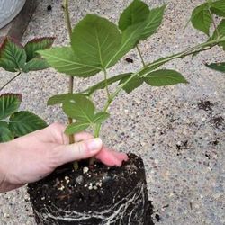 🌿 Apache Thornless Blackberry Bushes – Home Propagated & Thriving! 🌿