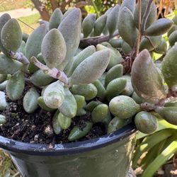 Succulents 🥰