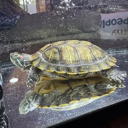 Red eared slider turtle