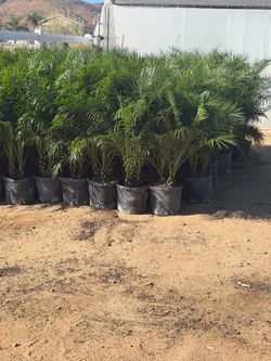 Pygmy palms 14" pots 3 feet tall
