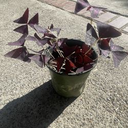 Trellis Plant Pourple