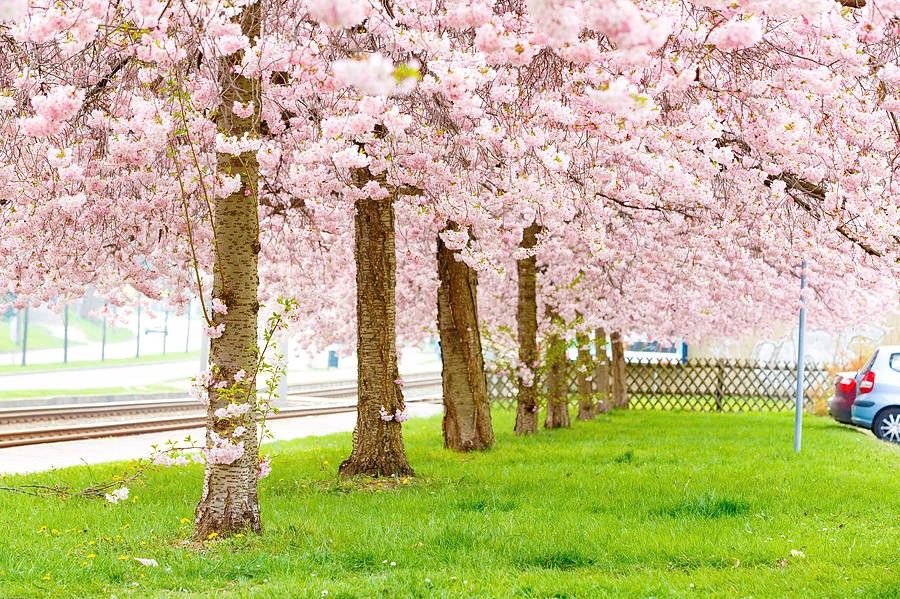 LIVE PLANT 2ft Cassia bakeriana - Pink shower tree Wishing tree Dwarf apple blossom