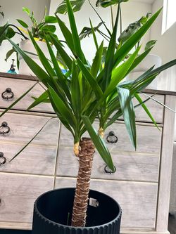 Yucca tree