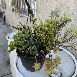 Plants