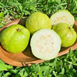 White Taiwanese, Pink, And Normal White Guava Trees  🌳🩷🤍🤍