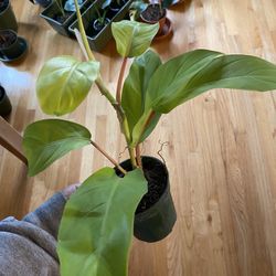 Live Philodendron Hederaceum Lemon Lime
