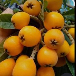 Loquat Tree Live Plant, Loquat Plant,