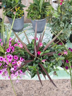 Beautiful flowers for your yard