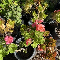 Geranium Plant 
